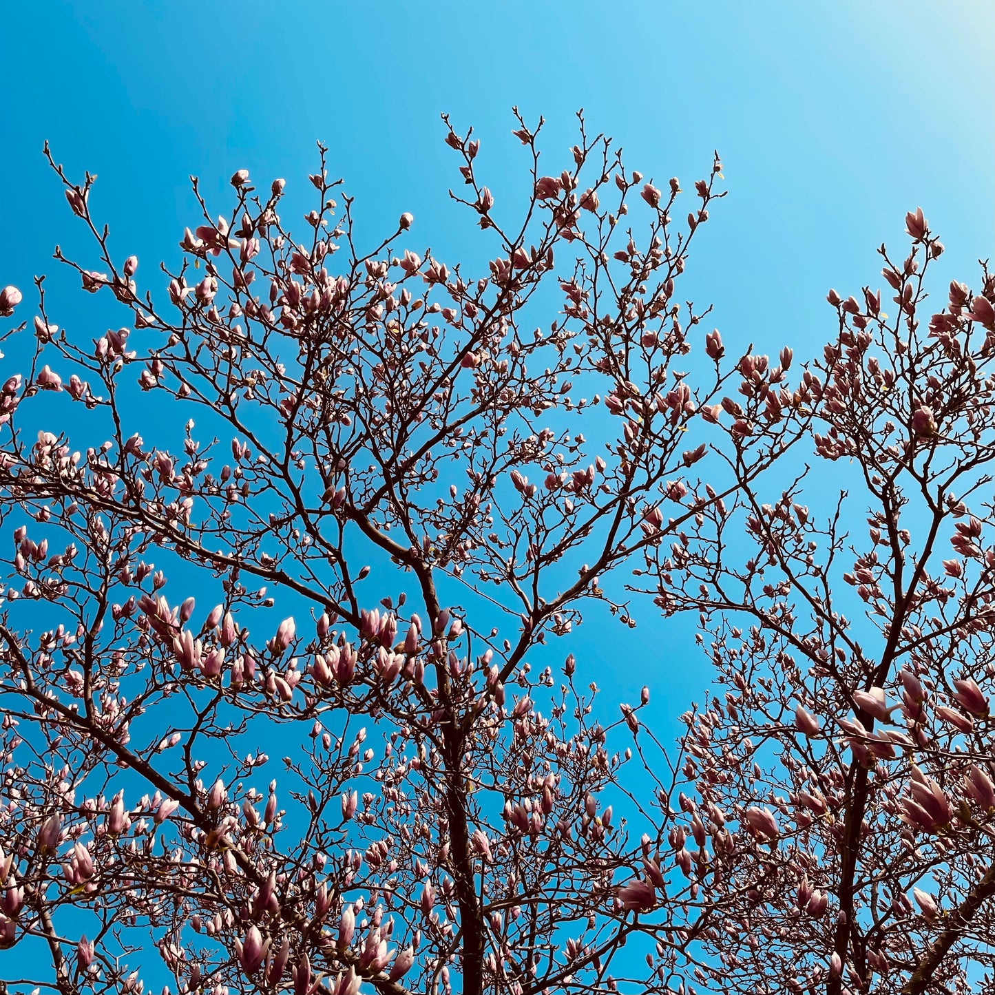 Spring in New York City